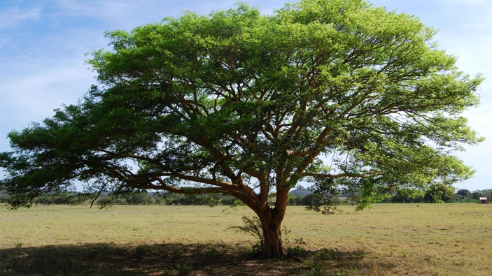 Arbol