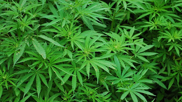 Marihuana