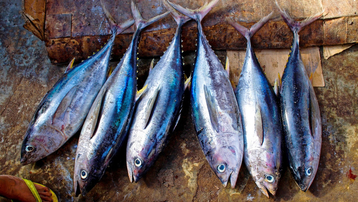 Fish