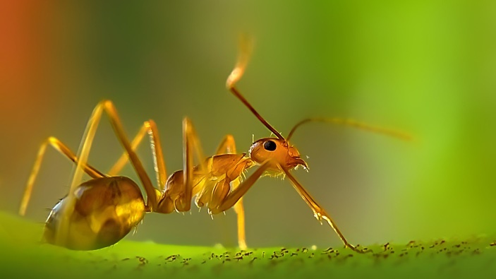 Ant