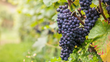 Grapes